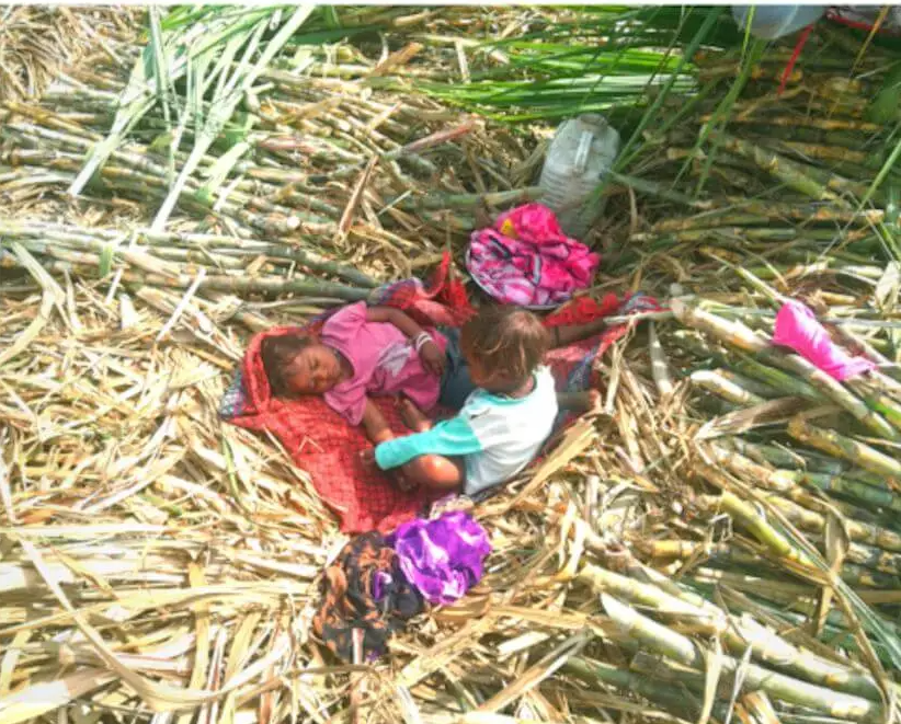  Unos niños, entre cañas de azúcar.@MAKAAM 